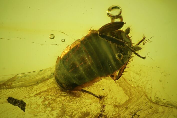 Detailed Fossil Cockroach (Blattoidea) In Baltic Amber - Rare! #207487